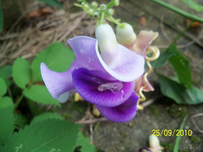 Name:  YEN 428.jpg
Views: 698
Size:  33.9 KB