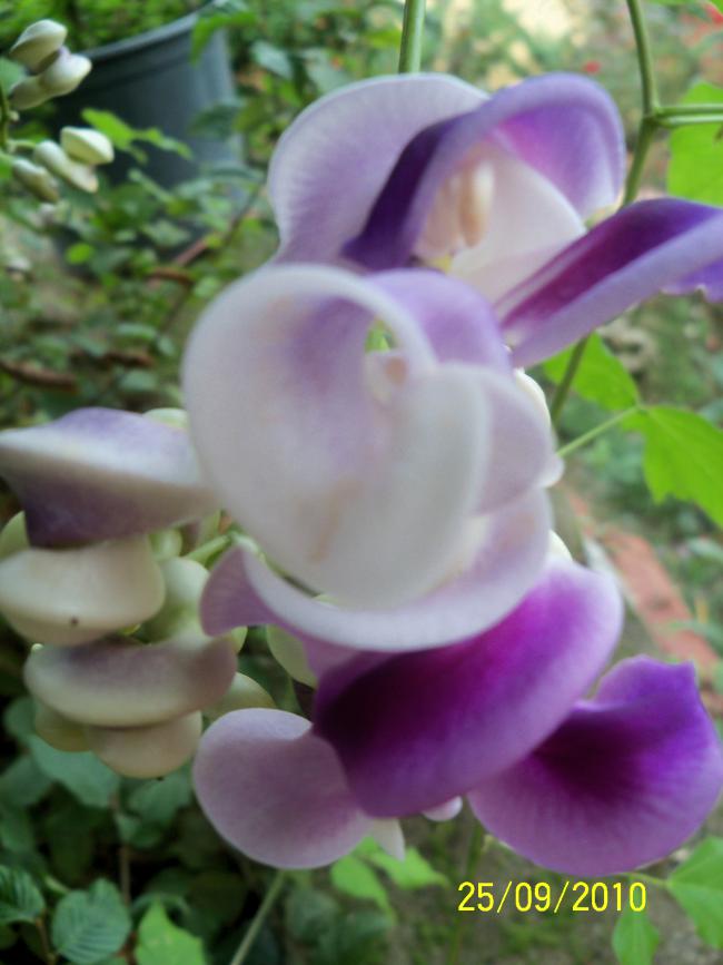 Name:  YEN 437.jpg
Views: 684
Size:  51.3 KB