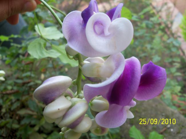 Name:  YEN 441.jpg
Views: 696
Size:  37.3 KB