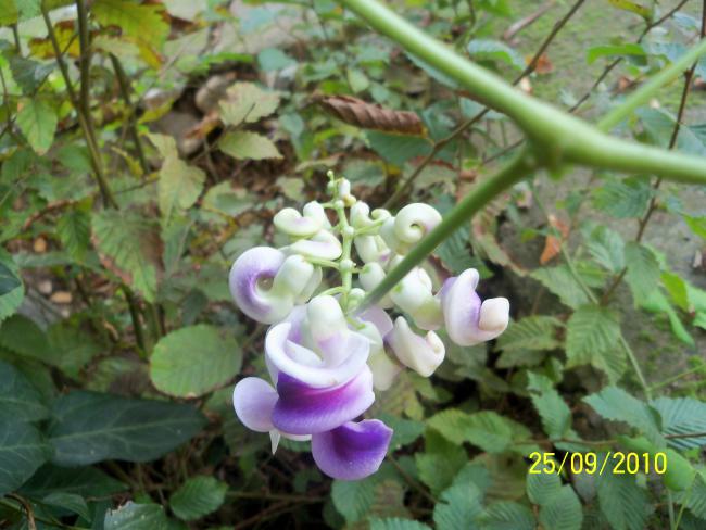 Name:  YEN 444.jpg
Views: 685
Size:  50.2 KB