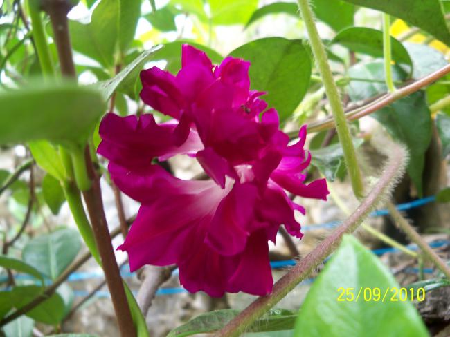 Name:  YEN 377.jpg
Views: 756
Size:  46.3 KB