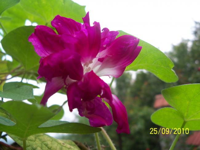 Name:  YEN 378.jpg
Views: 775
Size:  34.7 KB