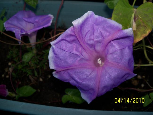 Name:  YEN 025.jpg
Views: 774
Size:  35.7 KB