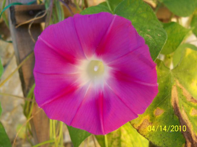 Name:  YEN 072.jpg
Views: 734
Size:  34.0 KB