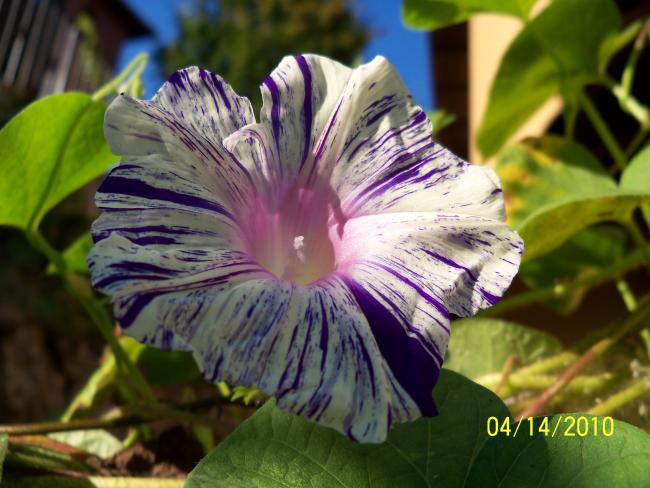 Name:  YEN 075.jpg
Views: 782
Size:  50.2 KB
