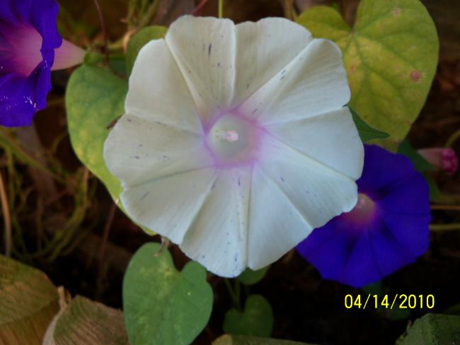 Name:  YEN 079.jpg
Views: 729
Size:  29.5 KB