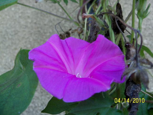 Name:  YEN 038.jpg
Views: 741
Size:  38.5 KB