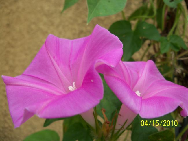 Name:  YEN 125.jpg
Views: 731
Size:  30.6 KB