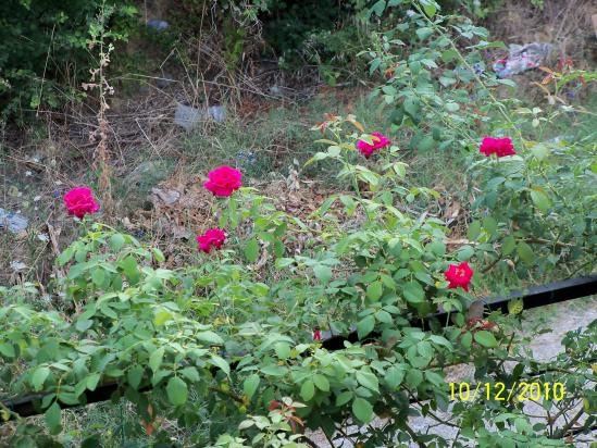 Name:  100_0020.jpg
Views: 645
Size:  71.7 KB