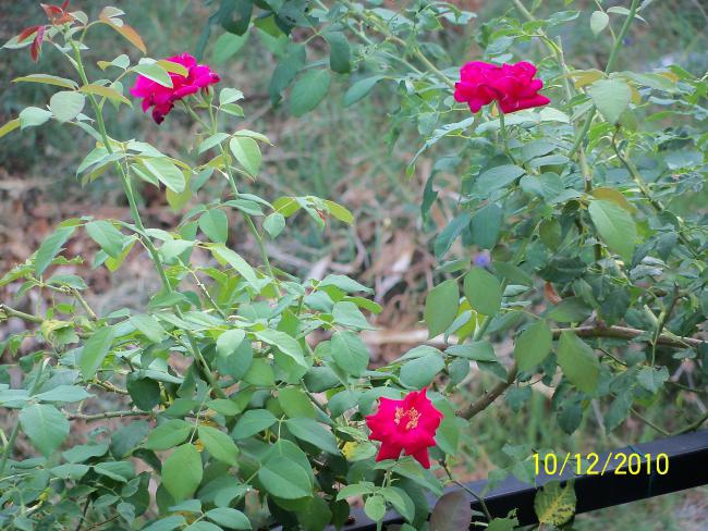 Name:  100_0021.jpg
Views: 647
Size:  69.8 KB