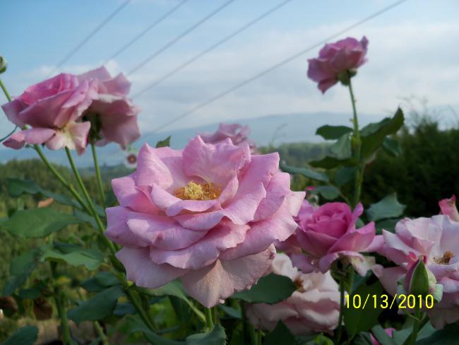 Name:  100_0274.jpg
Views: 640
Size:  37.6 KB
