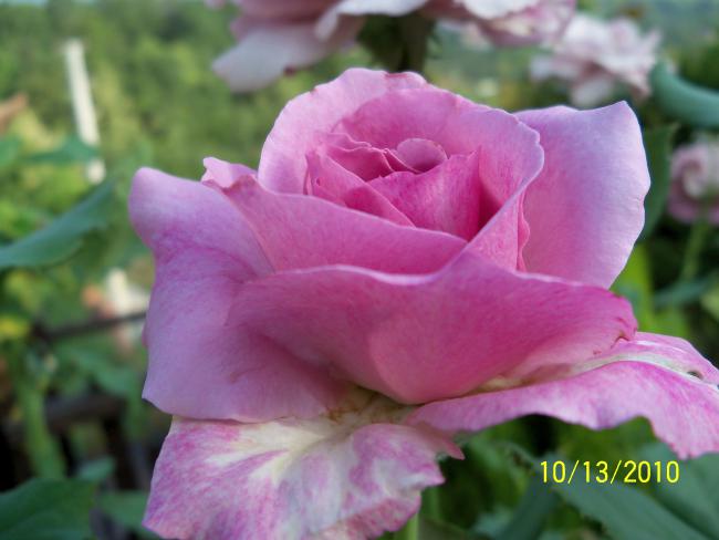 Name:  100_0276.jpg
Views: 659
Size:  34.6 KB