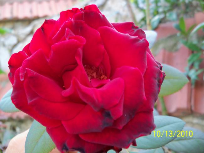 Name:  100_0299.jpg
Views: 628
Size:  33.6 KB