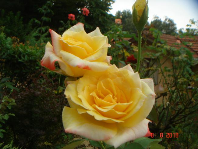 Name:  DSC03020.jpg
Views: 651
Size:  43.2 KB
