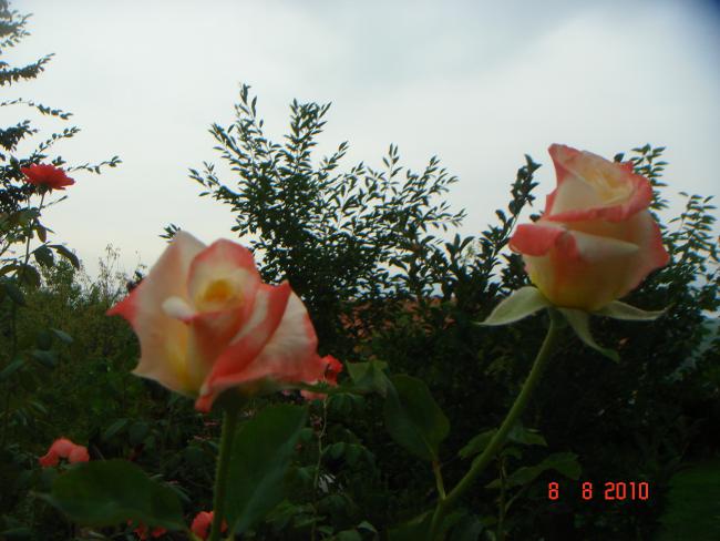 Name:  DSC03022.jpg
Views: 637
Size:  43.8 KB