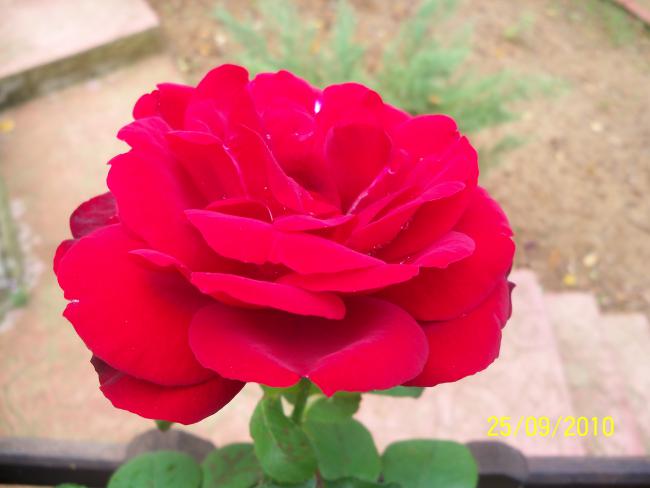 Name:  YEN 340.jpg
Views: 652
Size:  28.9 KB