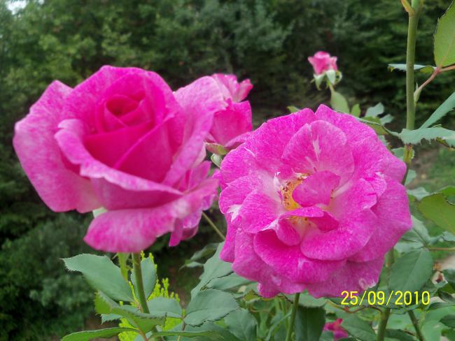 Name:  YEN 388.jpg
Views: 648
Size:  50.9 KB
