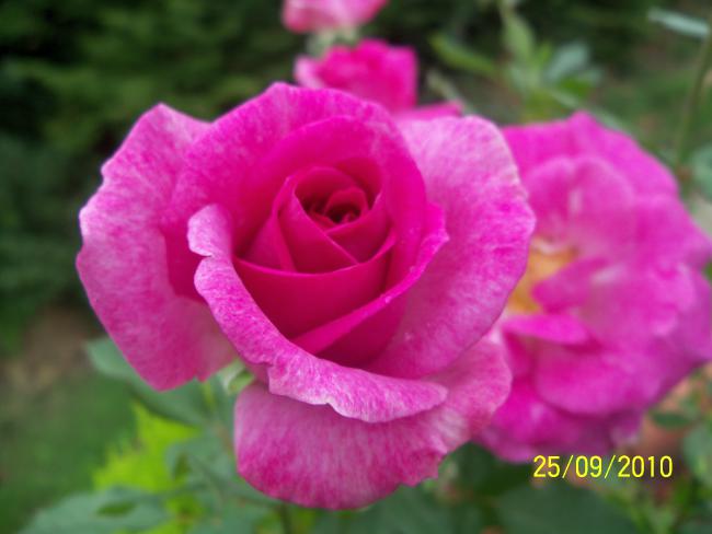 Name:  YEN 393.jpg
Views: 602
Size:  31.7 KB