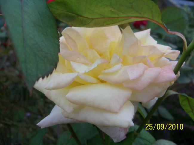Name:  YEN 414.jpg
Views: 607
Size:  30.0 KB