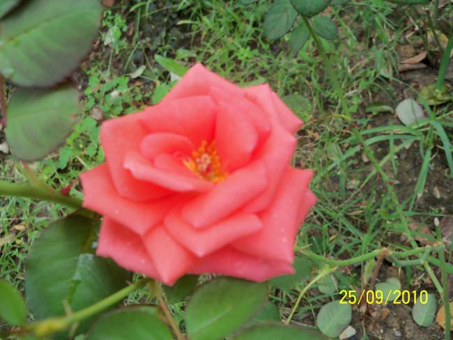 Name:  YEN 419.jpg
Views: 588
Size:  50.5 KB