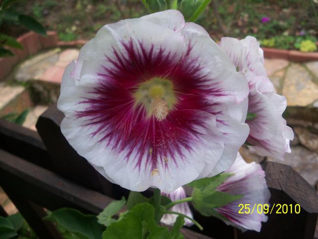 Name:  YEN 331.jpg
Views: 615
Size:  40.5 KB