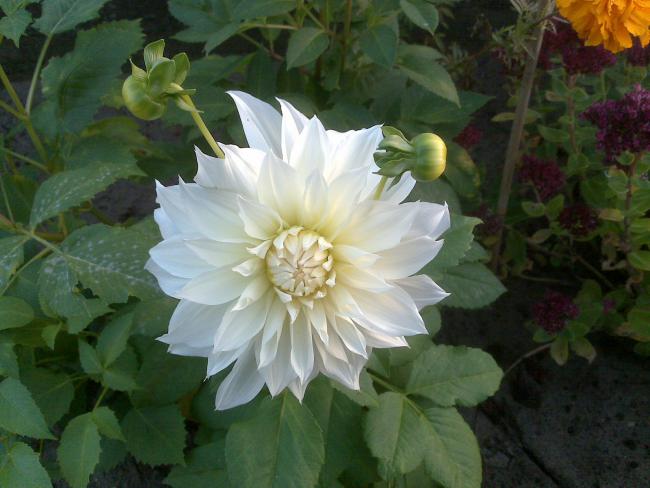 Name:  Foto1356.jpg
Views: 813
Size:  43.5 KB