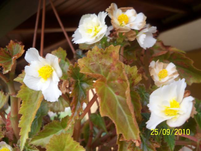 Name:  YEN 350.jpg
Views: 609
Size:  42.6 KB