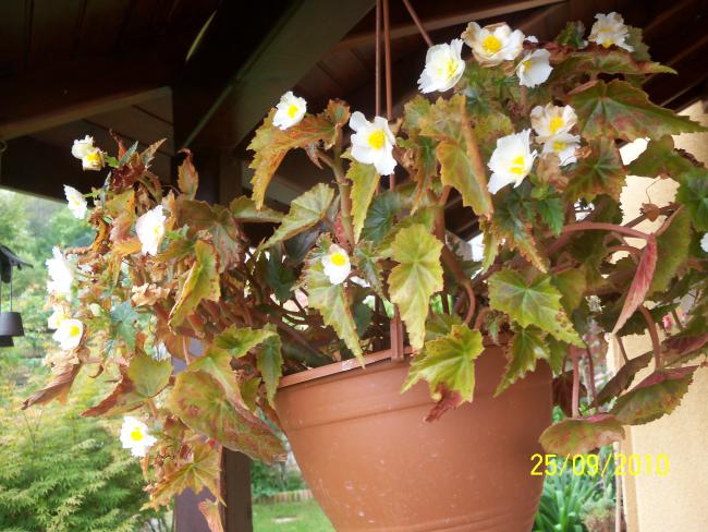 Name:  YEN 353.jpg
Views: 609
Size:  62.8 KB