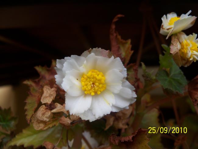 Name:  YEN 351.jpg
Views: 591
Size:  28.6 KB