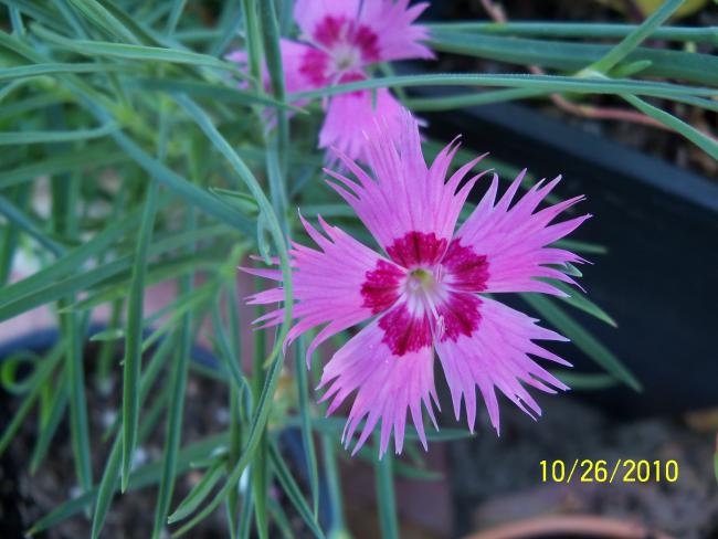Name:  Z915 153.jpg
Views: 632
Size:  44.0 KB