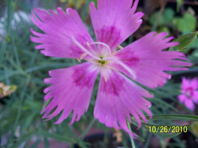 Name:  Z915 154.jpg
Views: 617
Size:  34.7 KB