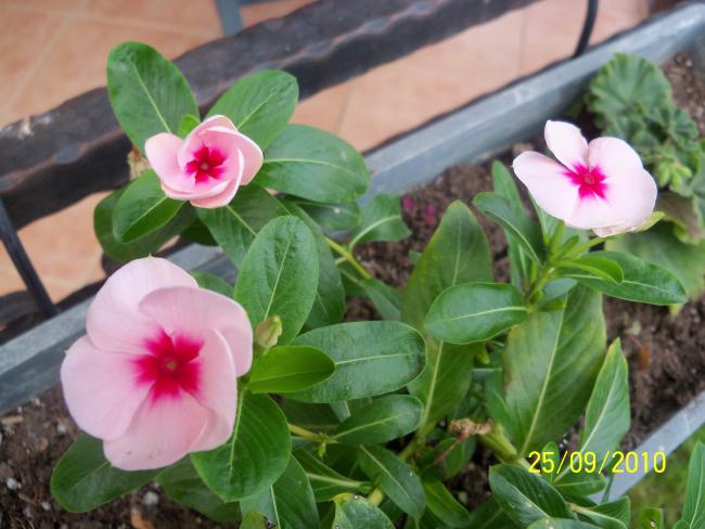 Name:  YEN 387.jpg
Views: 648
Size:  46.4 KB