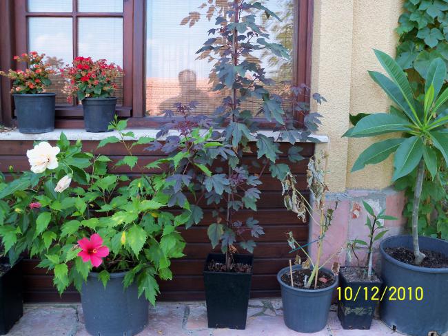 Name:  100_0181.jpg
Views: 599
Size:  69.6 KB