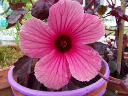 Name:  imagesCA8GTSIA.jpg
Views: 604
Size:  11.3 KB