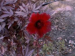 Name:  imagesCA25DRN0.jpg
Views: 665
Size:  15.4 KB