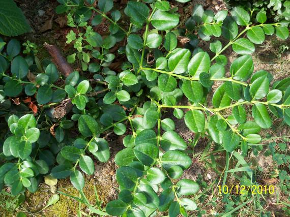 Name:  100_0111.jpg
Views: 587
Size:  72.8 KB