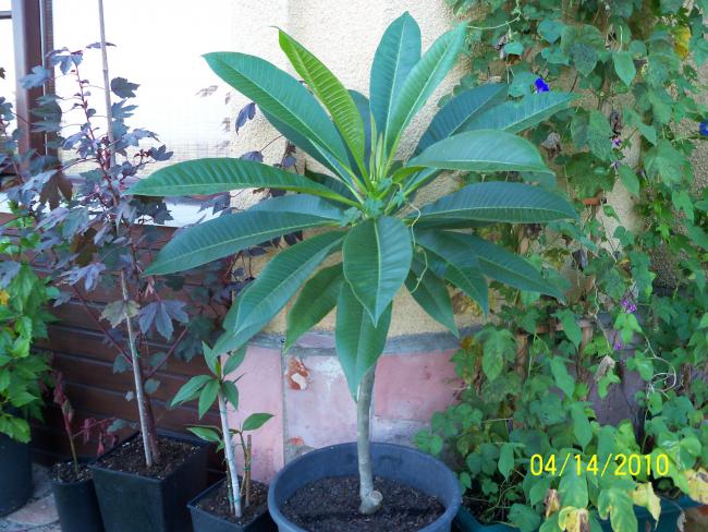 Name:  YEN 057.jpg
Views: 603
Size:  67.0 KB