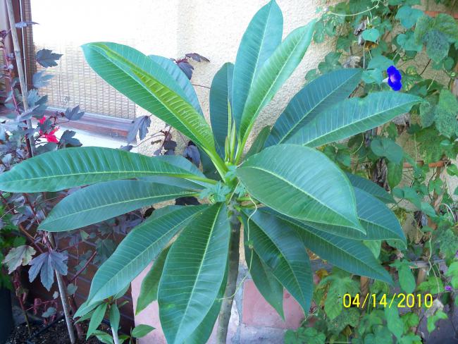 Name:  YEN 058.jpg
Views: 606
Size:  67.9 KB