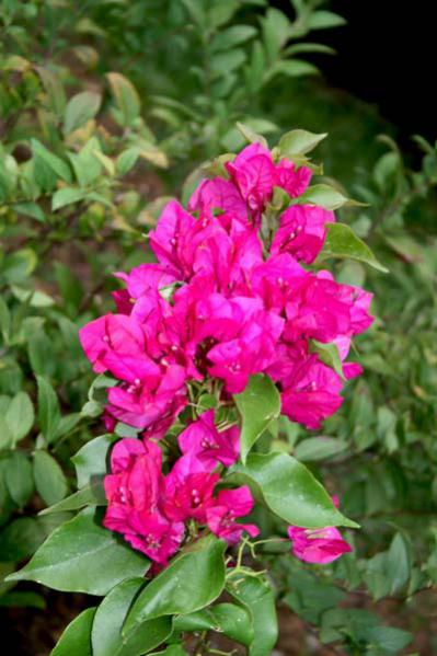 Name:  IMG_7414.jpg
Views: 1208
Size:  40.7 KB