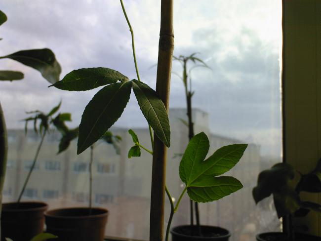 Name:  F  2009-0012.jpg
Views: 787
Size:  29.2 KB