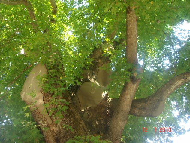 Name:  DSC01959.jpg
Views: 815
Size:  70.5 KB