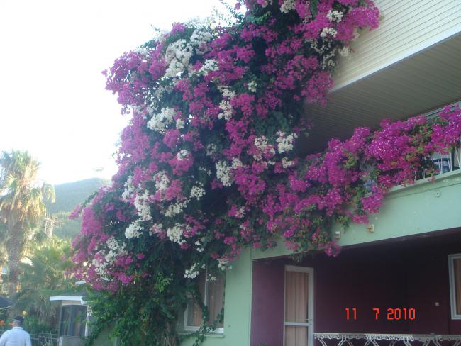 Name:  DSC01909.jpg
Views: 880
Size:  54.2 KB