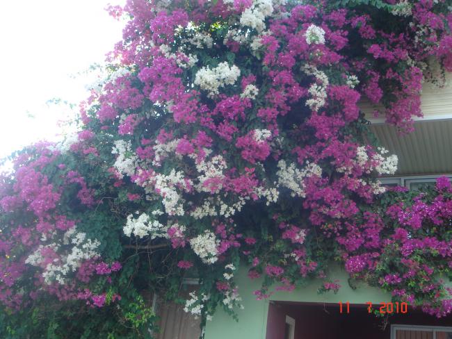 Name:  DSC01911.jpg
Views: 867
Size:  64.9 KB