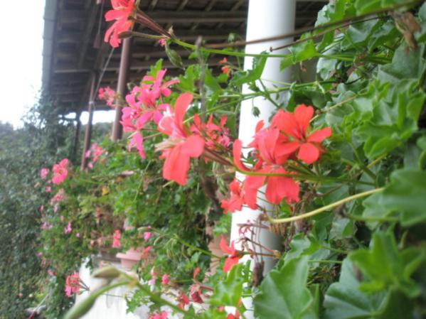 Name:  PA210038 (600 x 450).jpg
Views: 826
Size:  48.8 KB