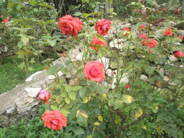 Name:  PA210007 (600 x 450).jpg
Views: 814
Size:  63.4 KB