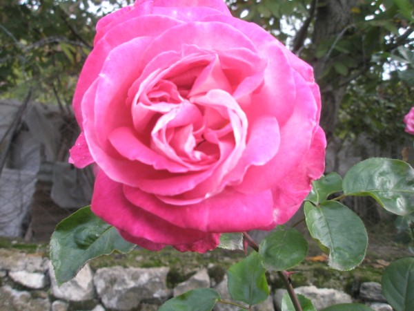 Name:  PA210009 (600 x 450).jpg
Views: 813
Size:  68.0 KB
