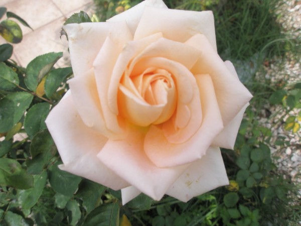 Name:  PA210013 (600 x 450).jpg
Views: 841
Size:  56.2 KB