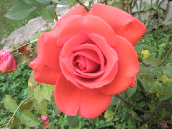 Name:  PA210022 (600 x 450).jpg
Views: 823
Size:  61.6 KB