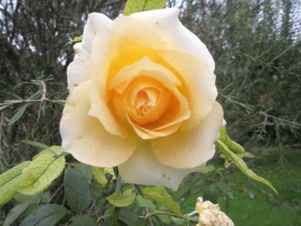Name:  PA210024 (600 x 450).jpg
Views: 796
Size:  63.5 KB