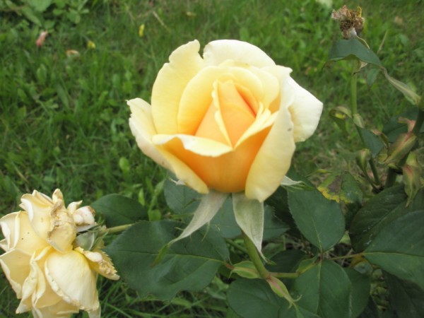 Name:  PA210028 (600 x 450).jpg
Views: 827
Size:  62.6 KB